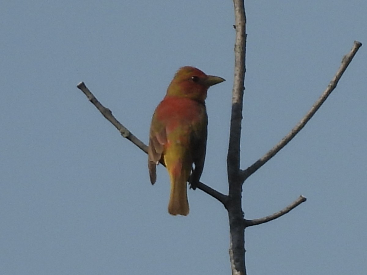 Summer Tanager - ML620537257