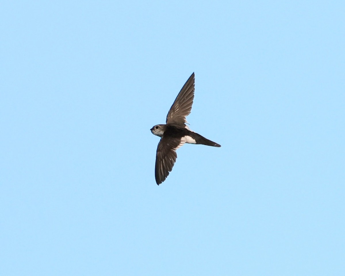 White-throated Swift - ML620537268