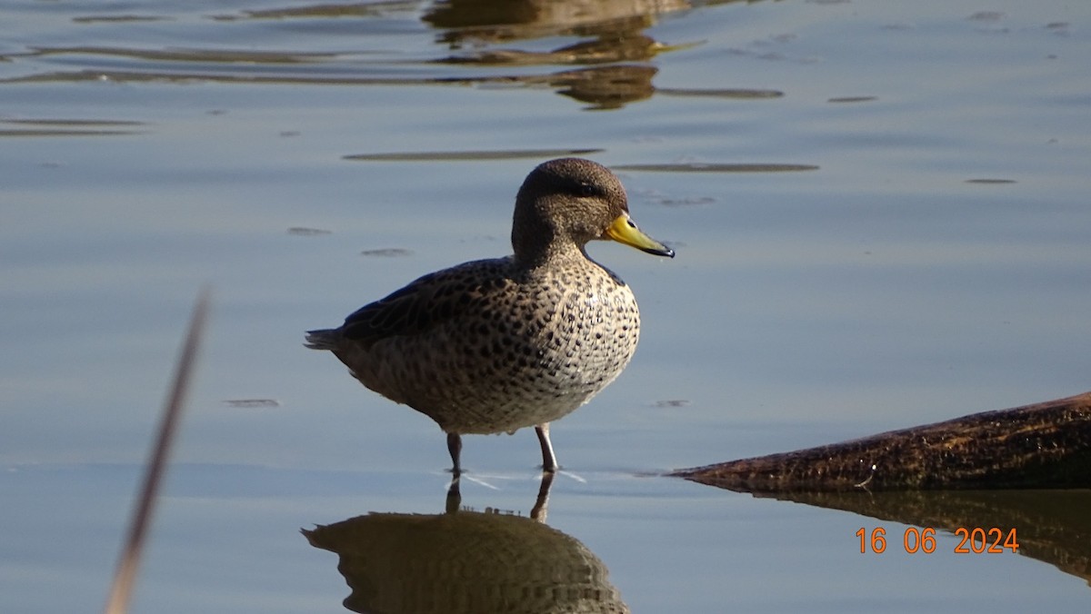 Yellow-billed Pintail - ML620537269