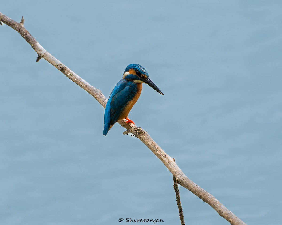 Common Kingfisher - ML620537272