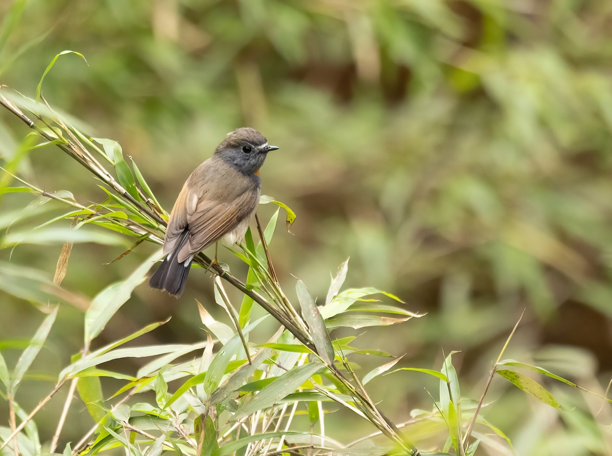 Rufous-gorgeted Flycatcher - ML620537275