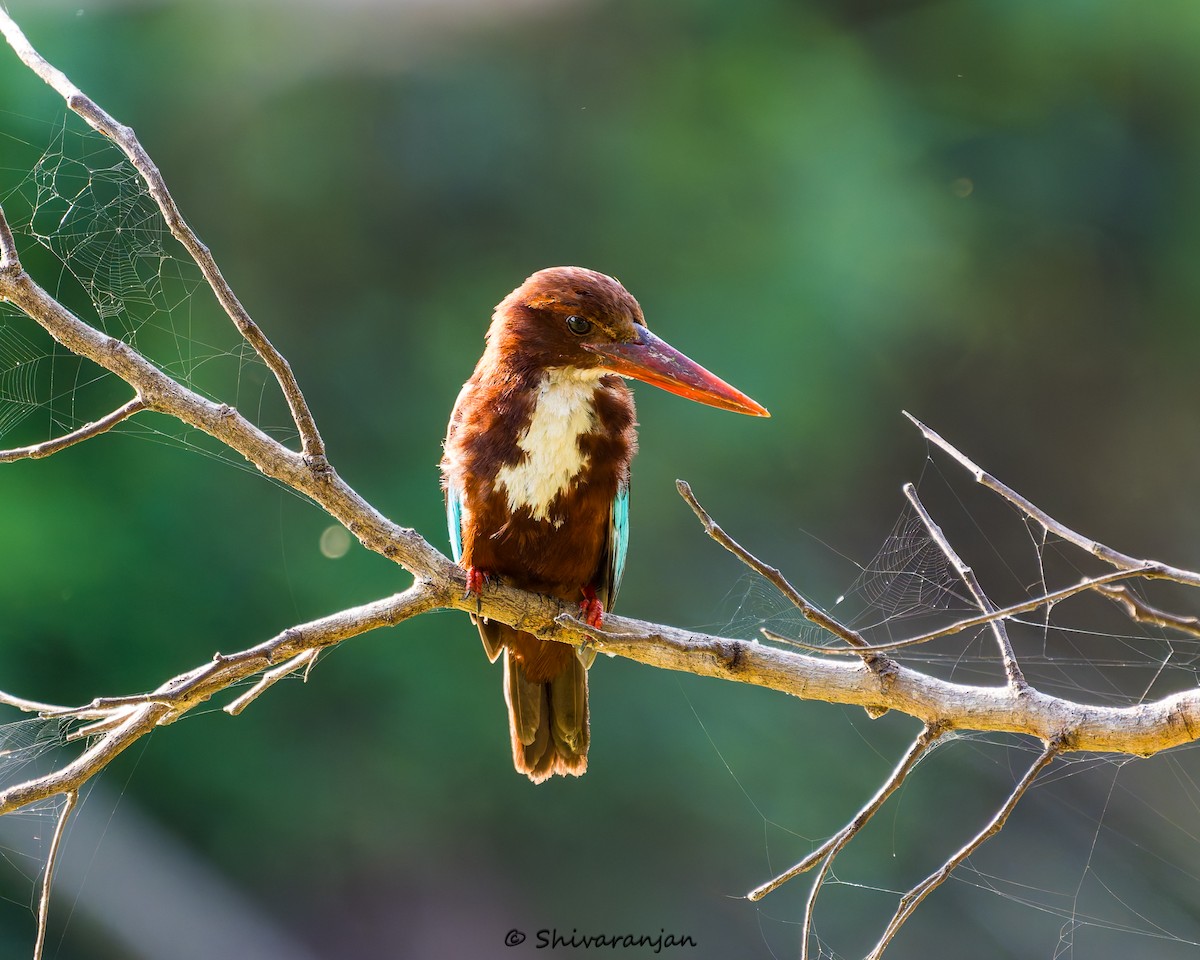 White-throated Kingfisher - ML620537277