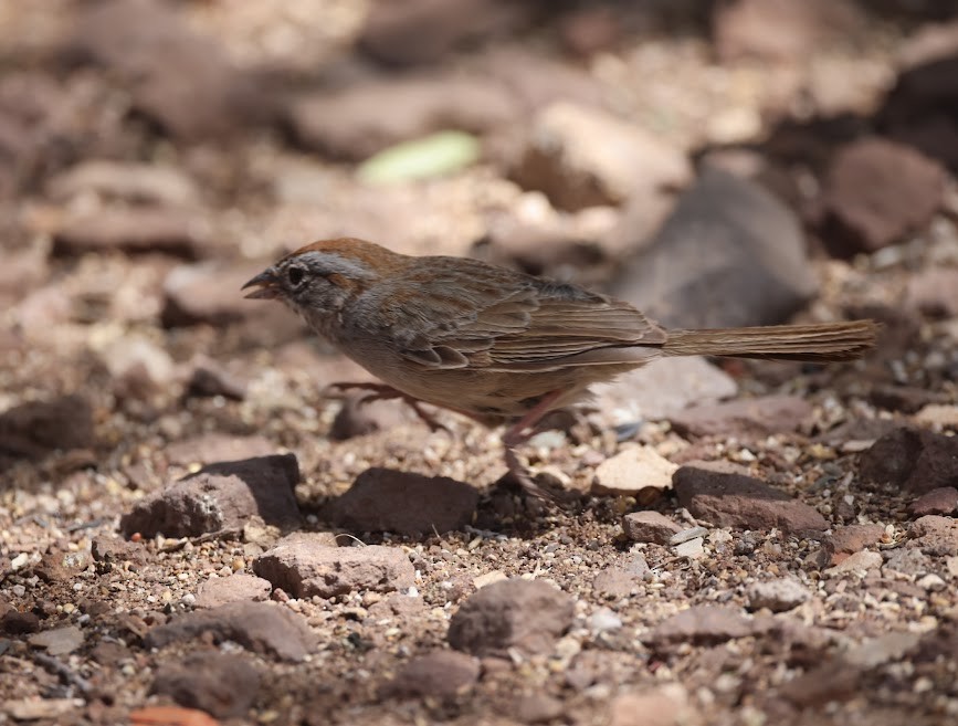 Rufous-crowned Sparrow - ML620537279