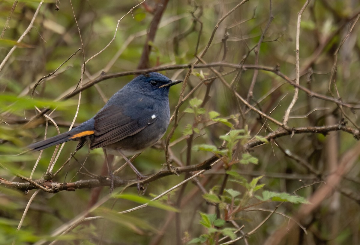 White-bellied Redstart - ML620537280