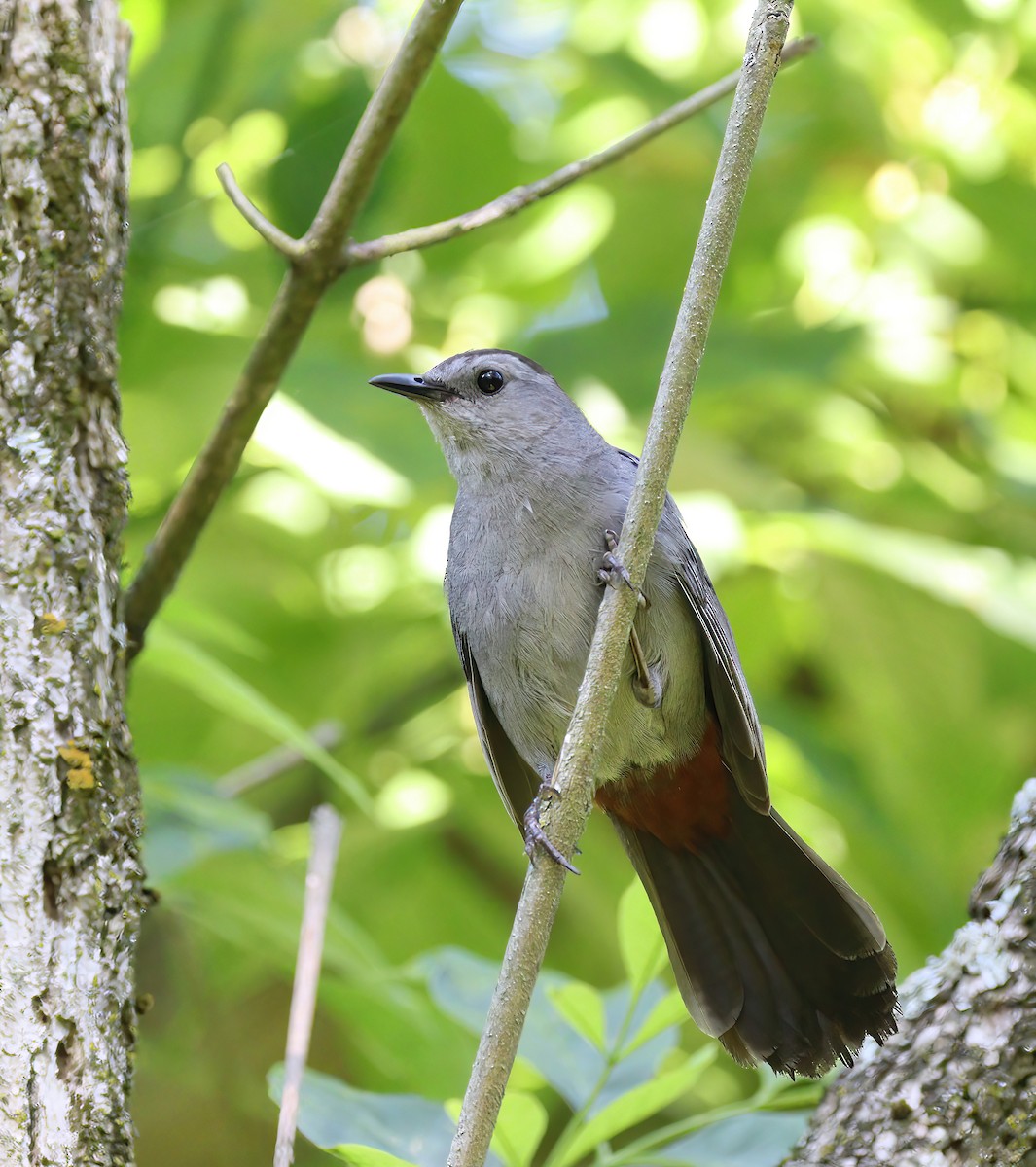 Gray Catbird - ML620537282