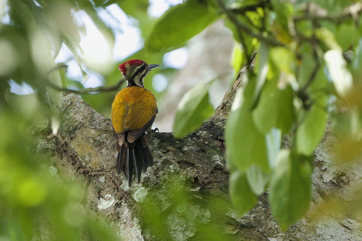 Common Flameback - ML620537287