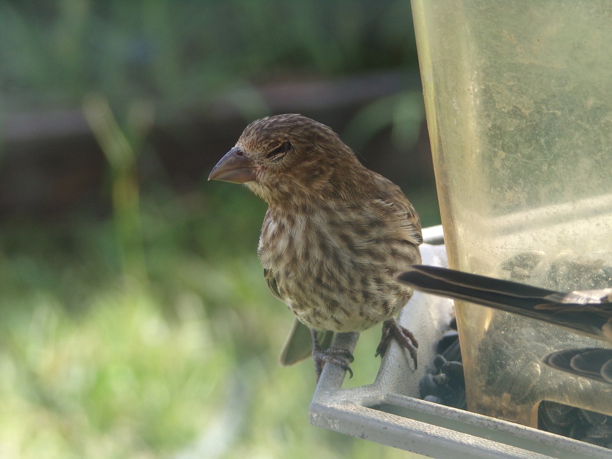 House Finch - ML620537288