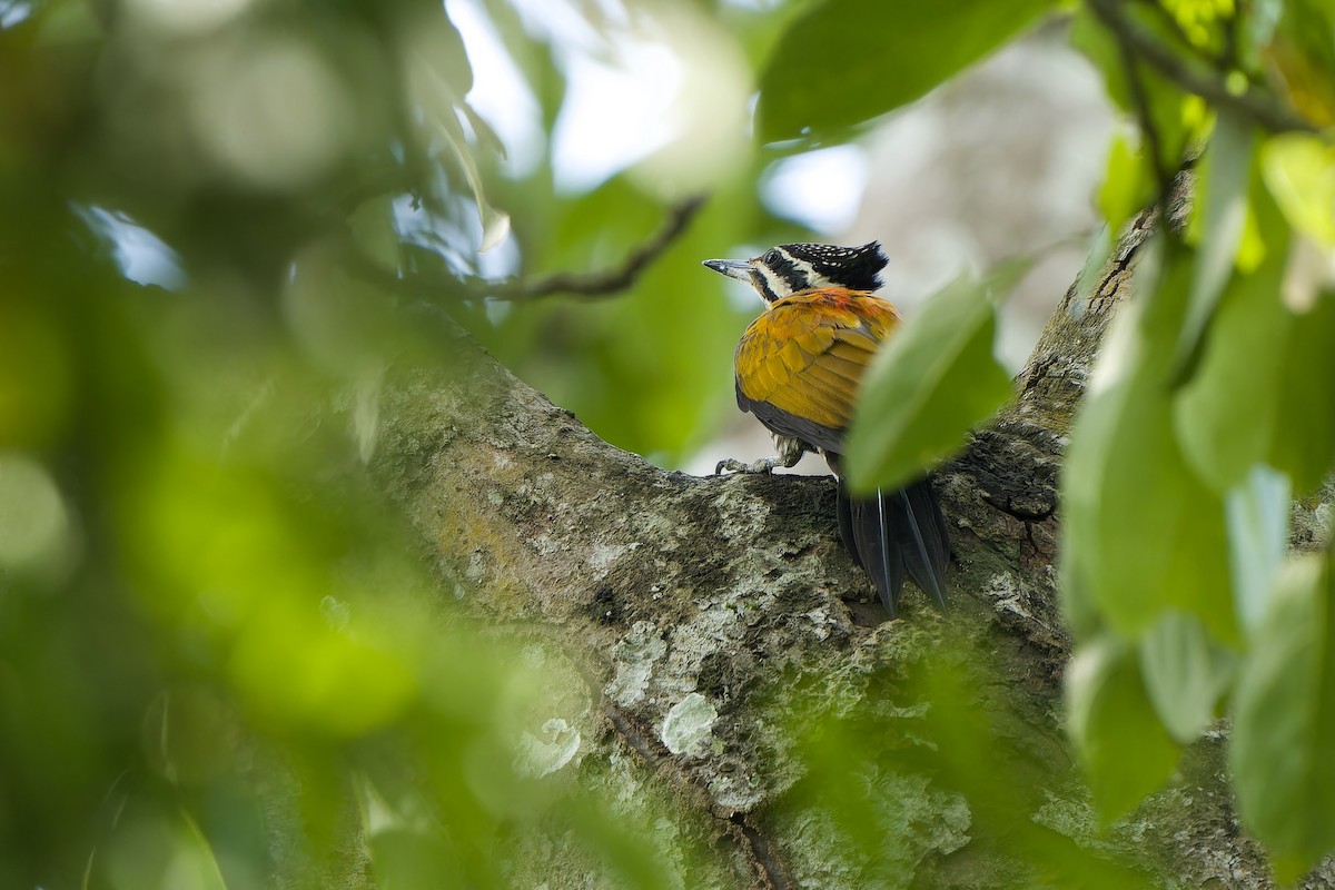 Common Flameback - ML620537289