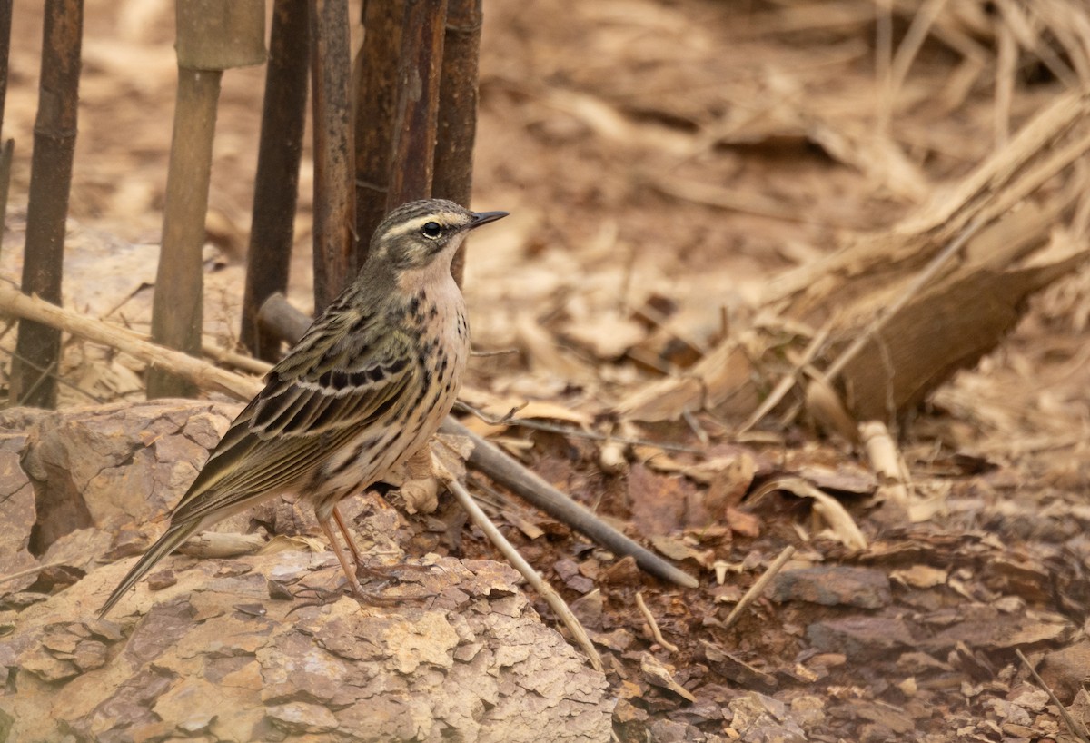Rosy Pipit - ML620537292