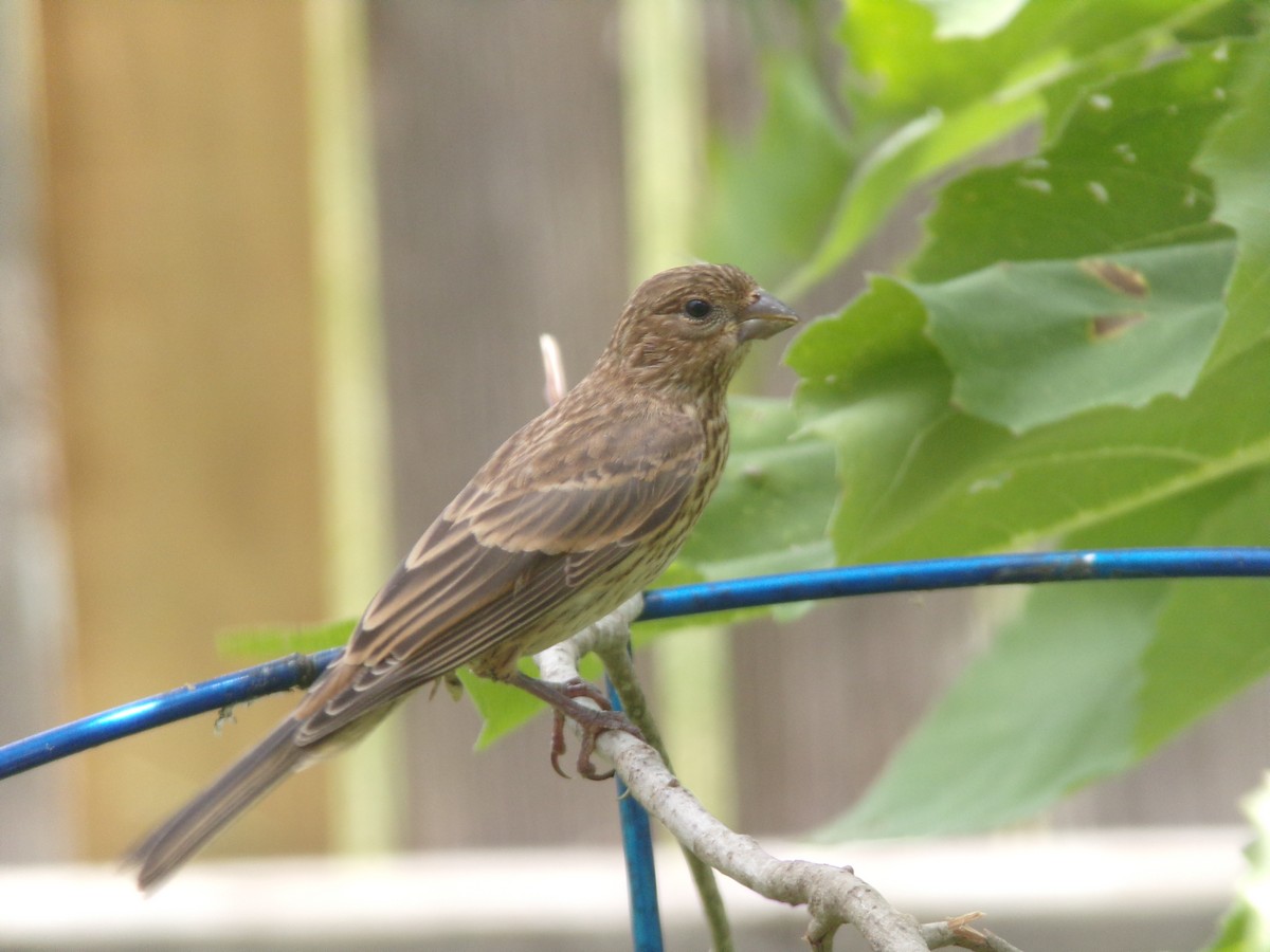 House Finch - ML620537304