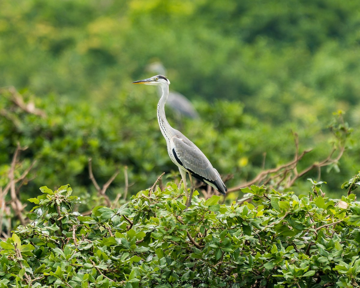 Gray Heron - ML620537306