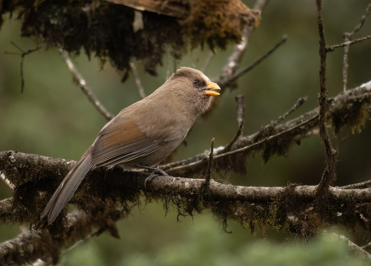 Grand Paradoxornis - ML620537315