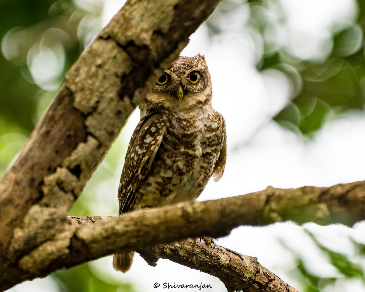 Spotted Owlet - ML620537316