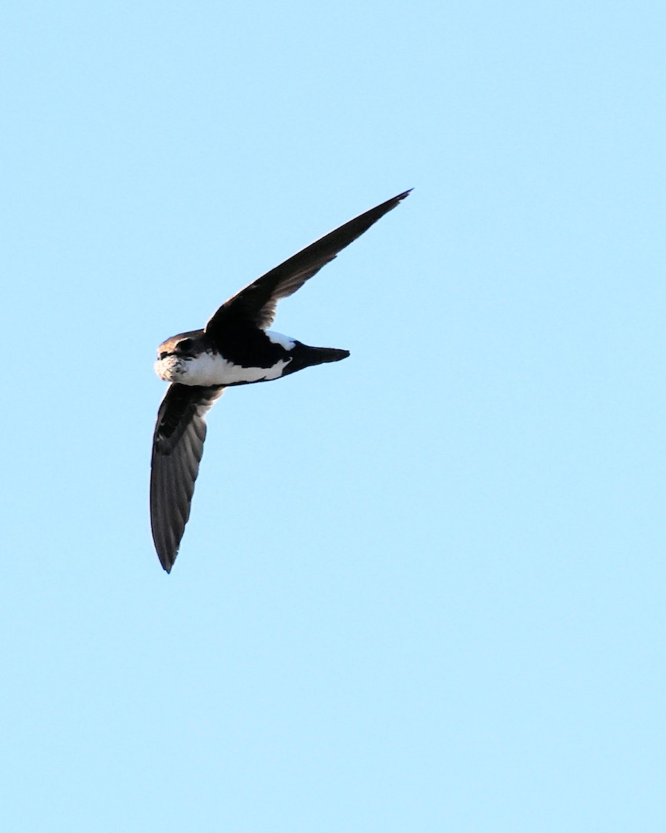 White-throated Swift - ML620537318