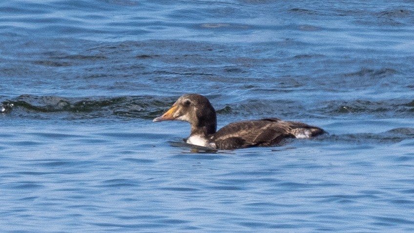 King Eider - ML620537320