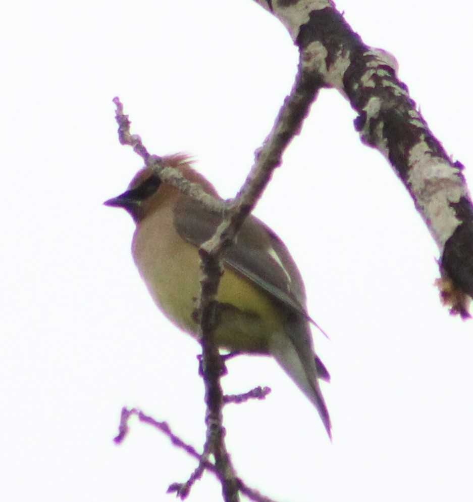 Cedar Waxwing - ML620537323