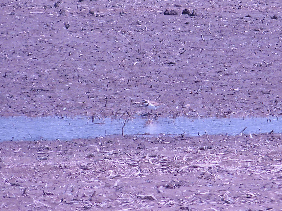 Semipalmated Plover - ML620537337