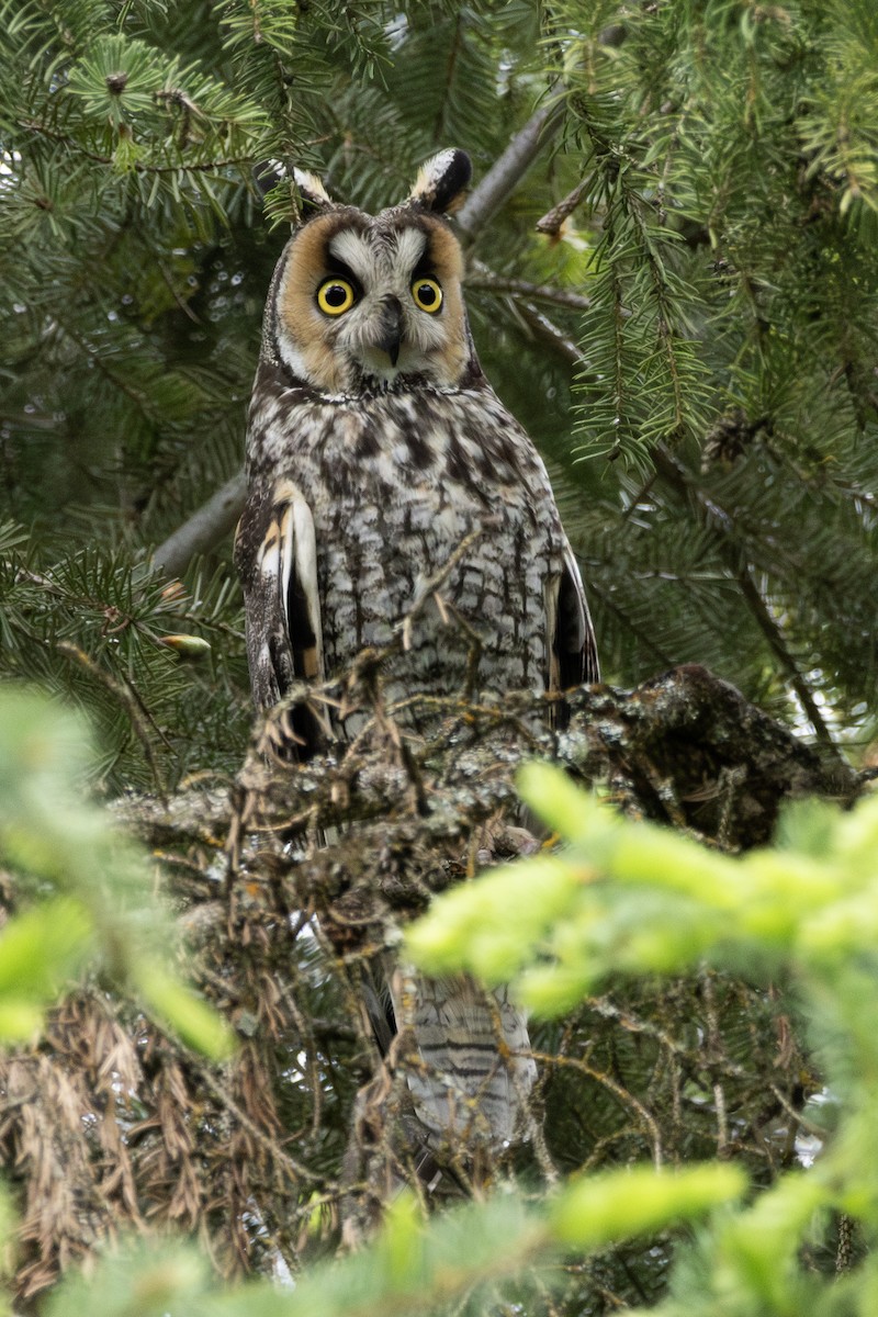 Long-eared Owl - ML620537338