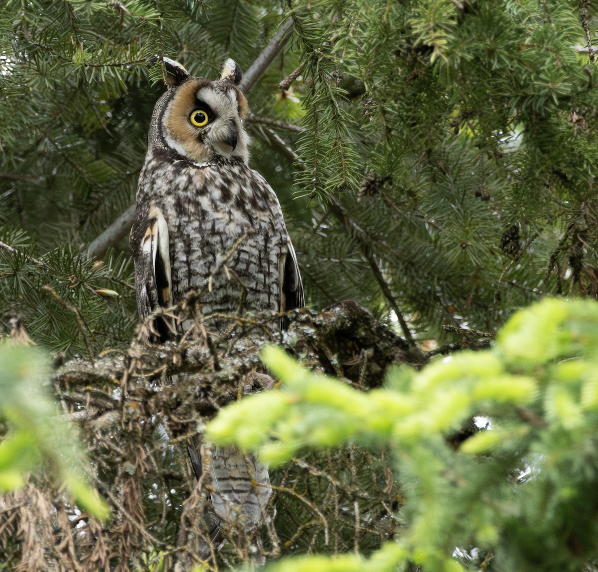 Long-eared Owl - ML620537339