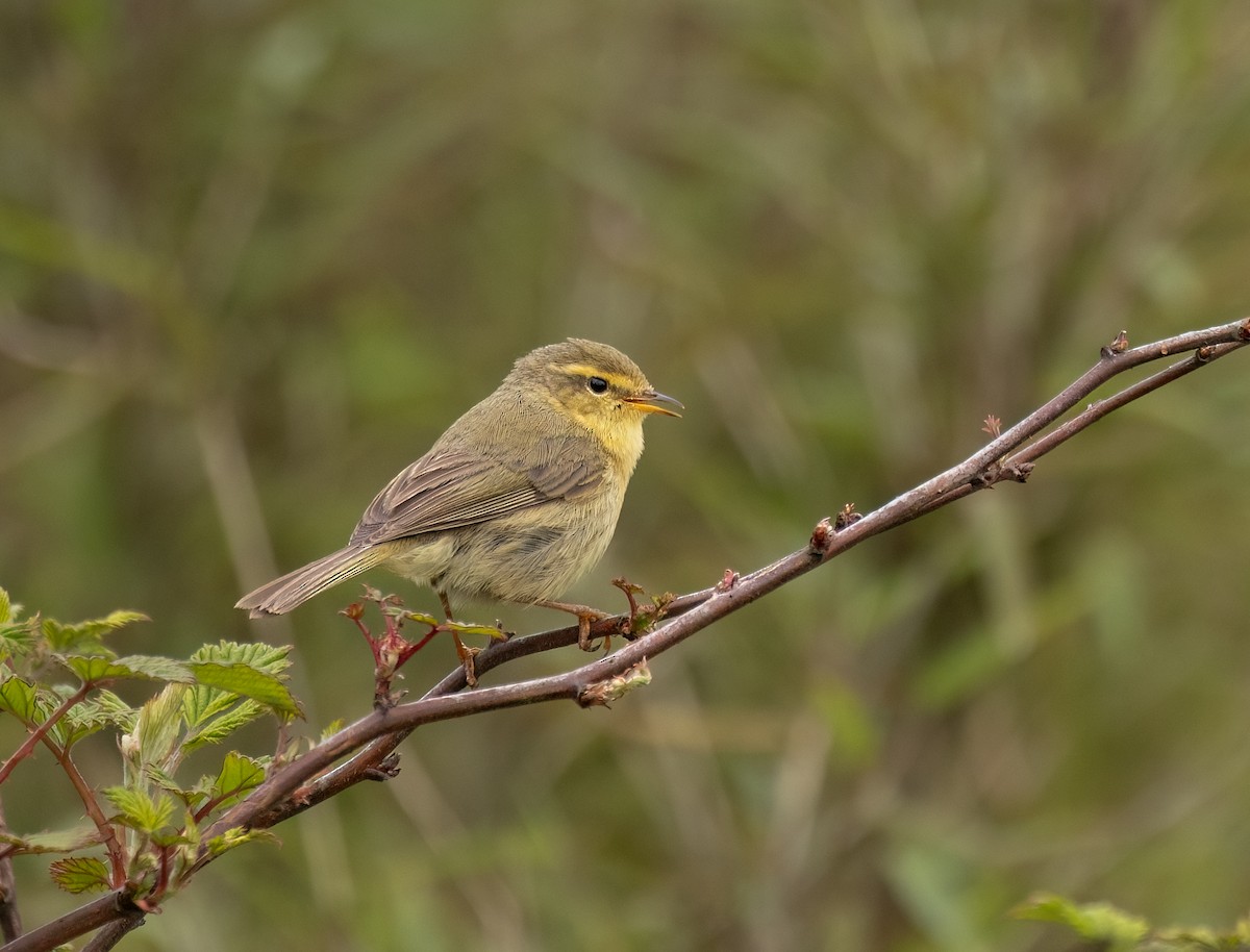 Buff-throated Warbler - ML620537341