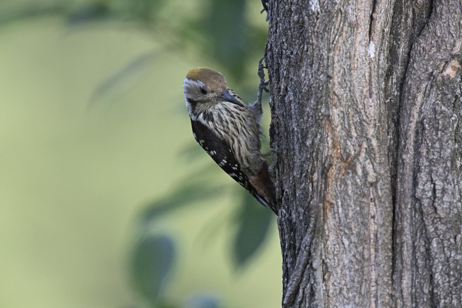 Brown-fronted Woodpecker - ML620537344