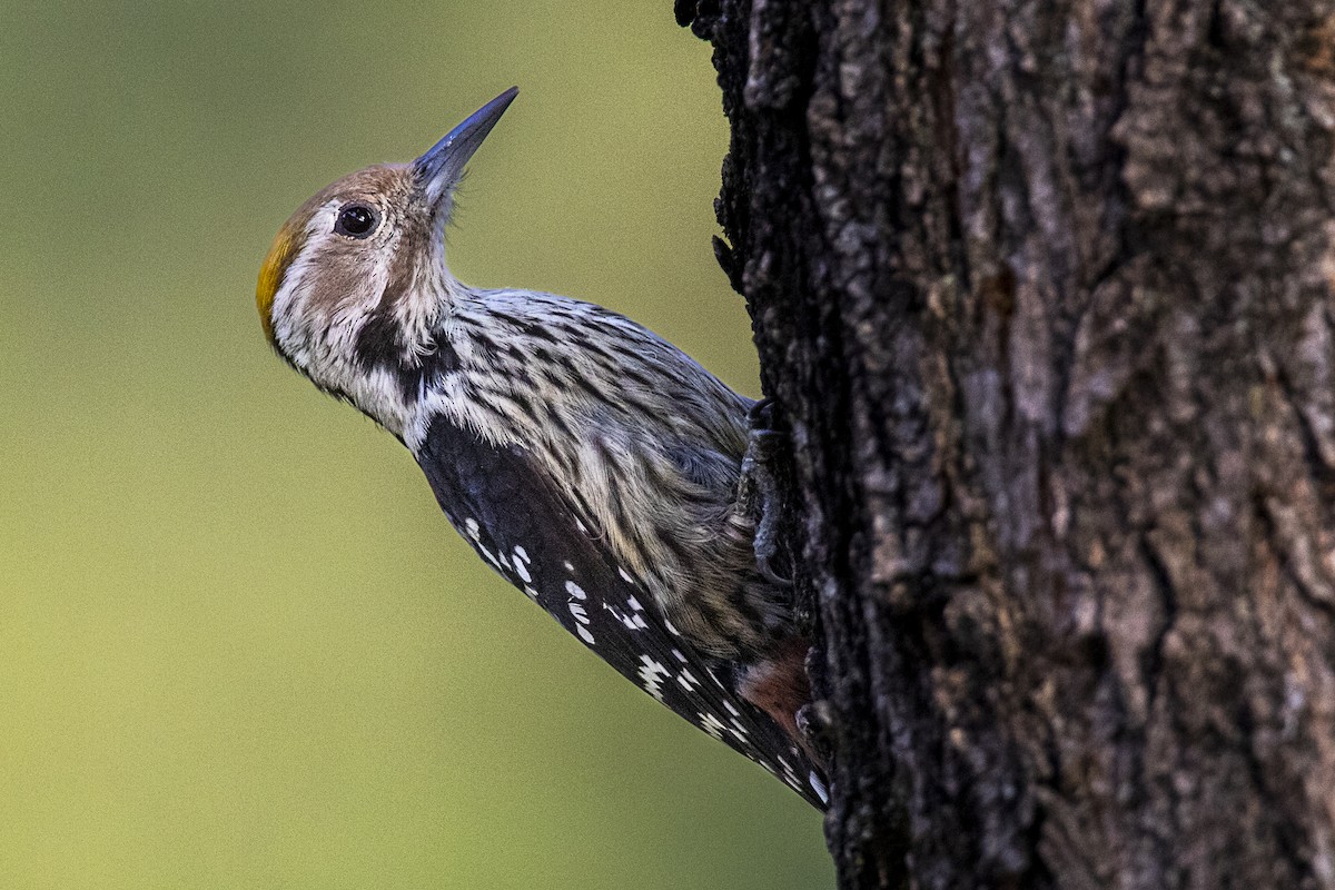 Brown-fronted Woodpecker - ML620537345