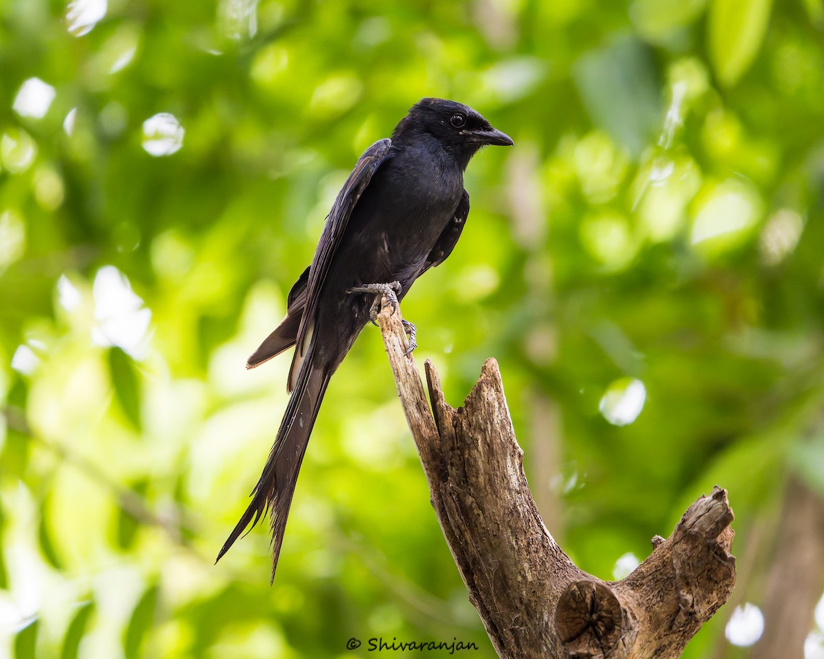 Black Drongo - ML620537346