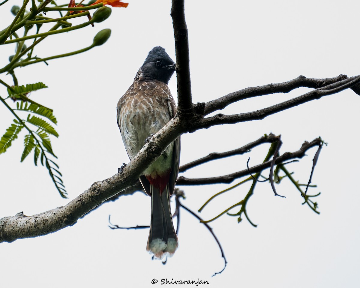 Red-vented Bulbul - ML620537350