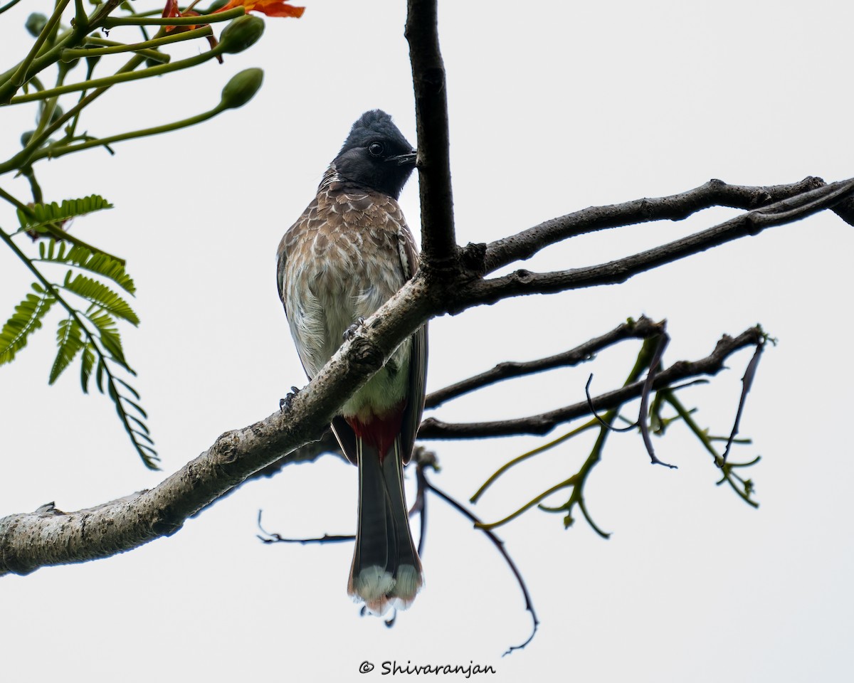 Bulbul à ventre rouge - ML620537350