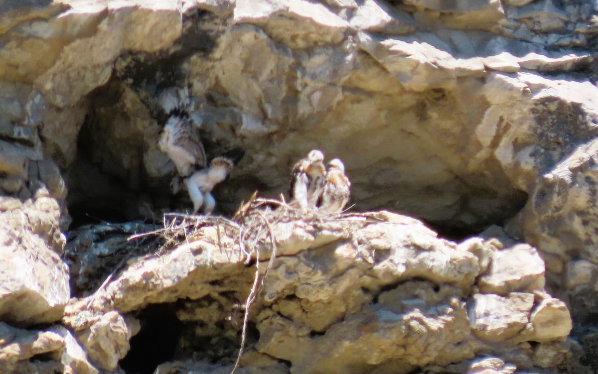 Red-tailed Hawk - ML620537351