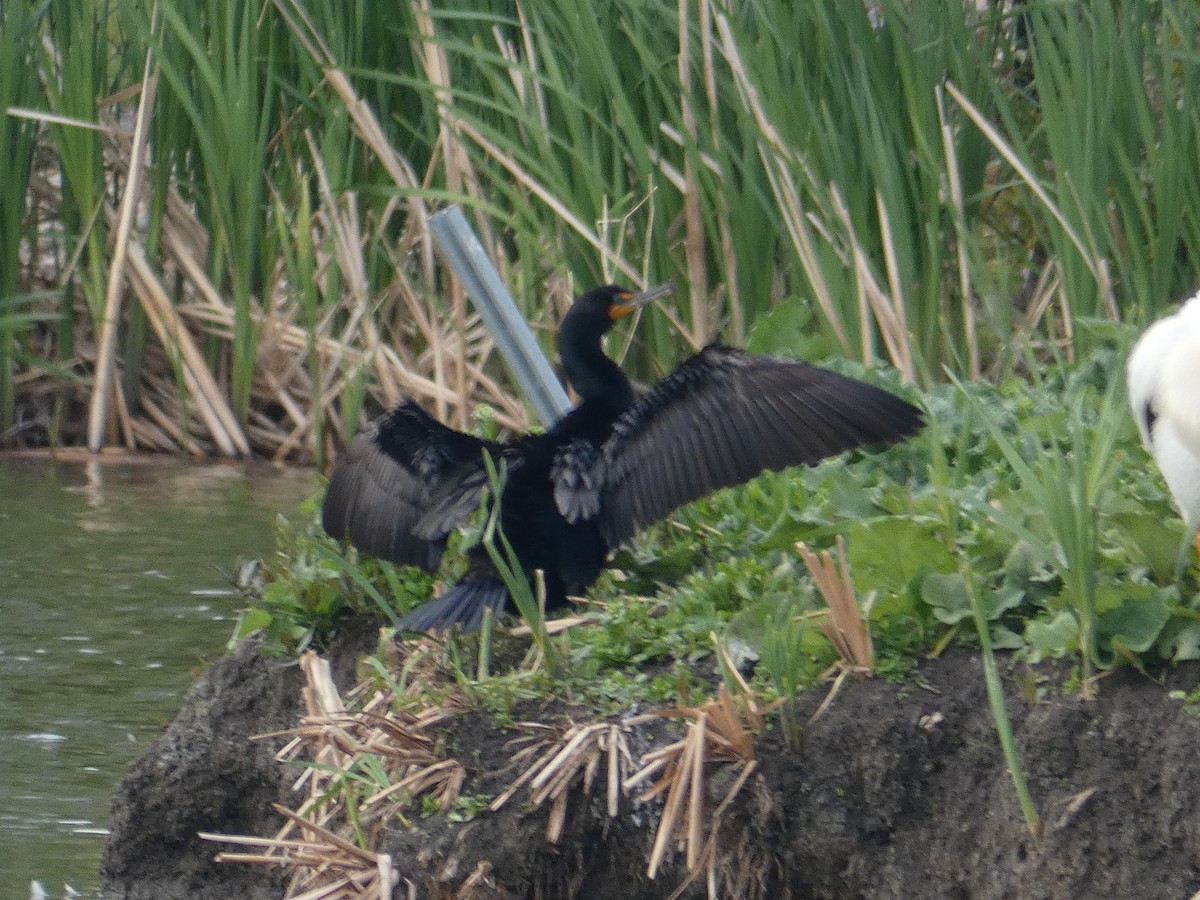 Double-crested Cormorant - ML620537353