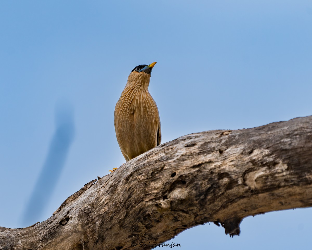 Brahminy Starling - ML620537360