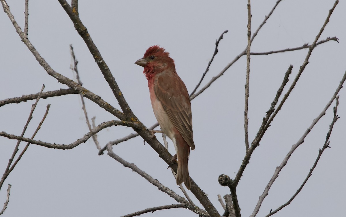 Common Rosefinch - ML620537362