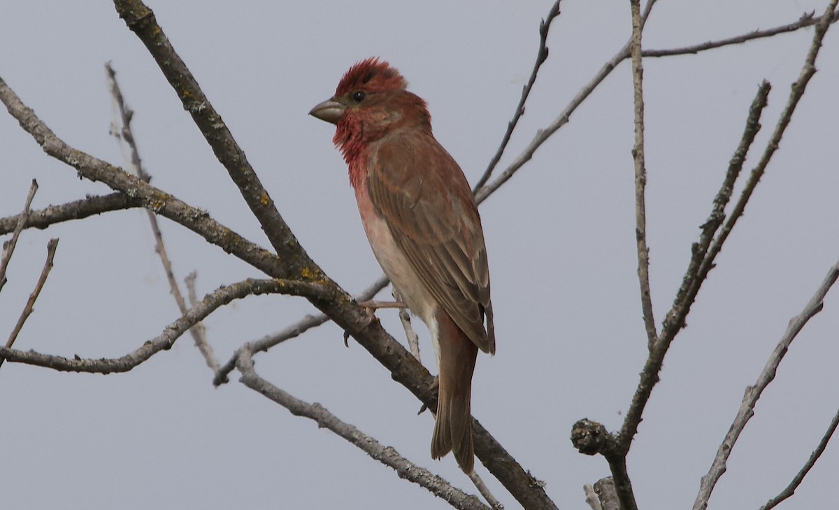 Common Rosefinch - ML620537363