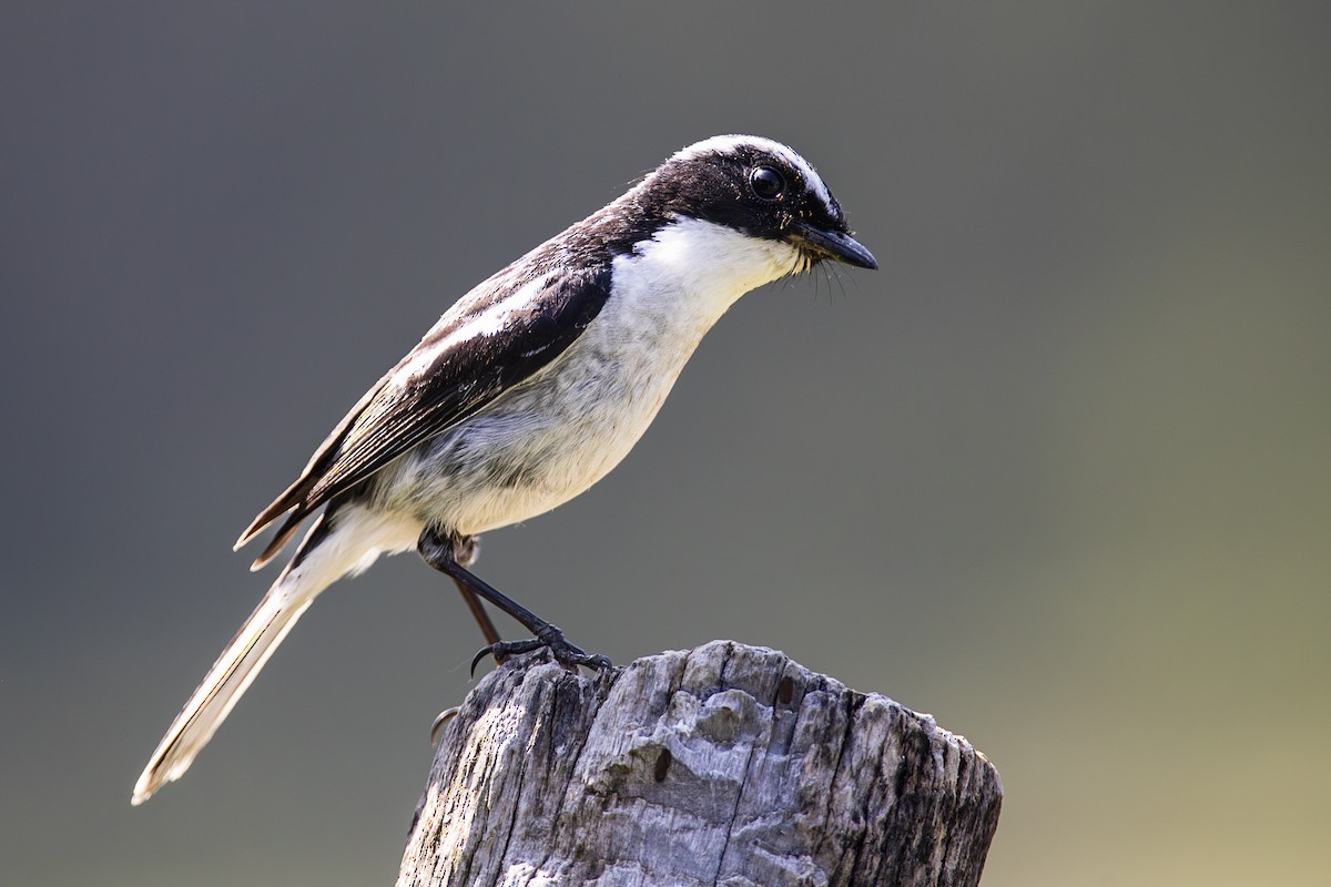 Gray Bushchat - ML620537370