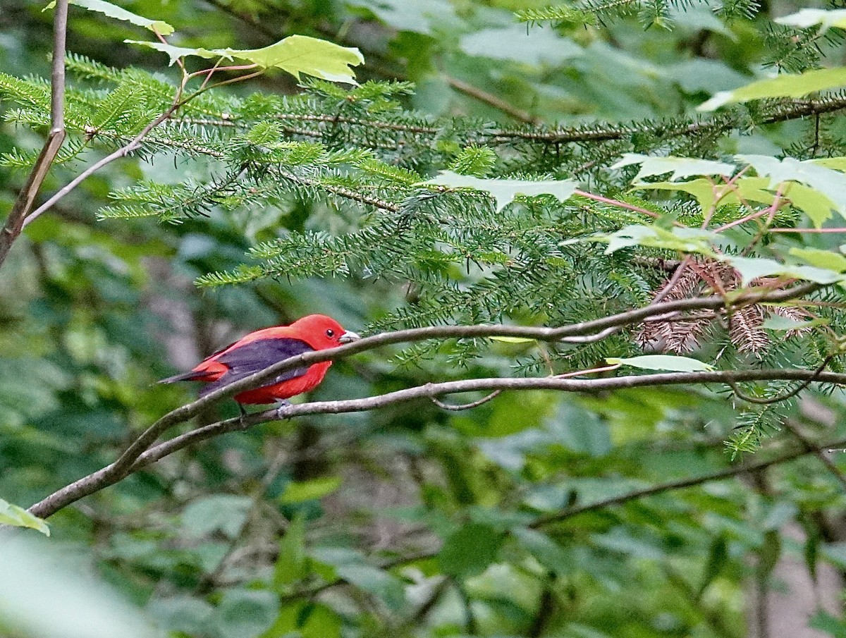 Piranga Escarlata - ML620537376