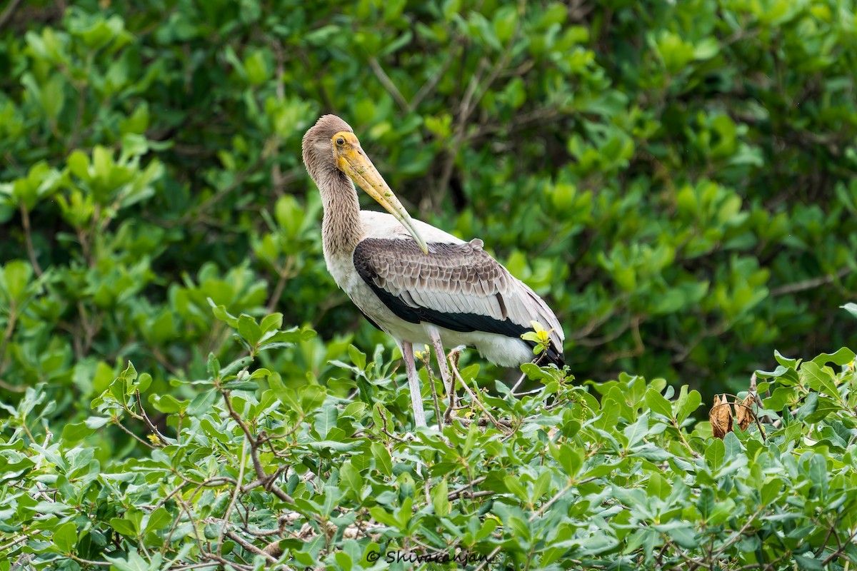 Painted Stork - ML620537379