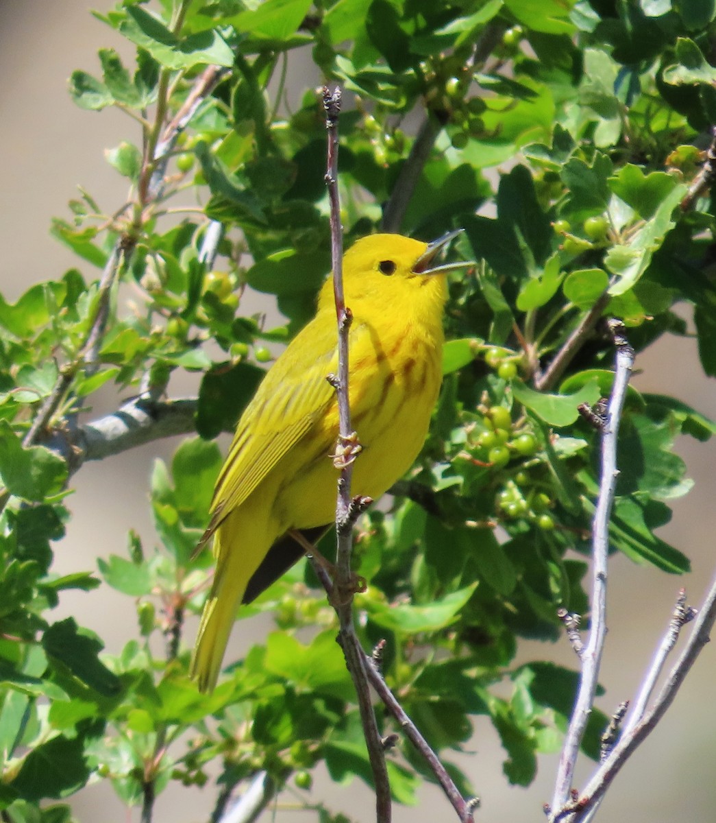 Paruline jaune - ML620537383