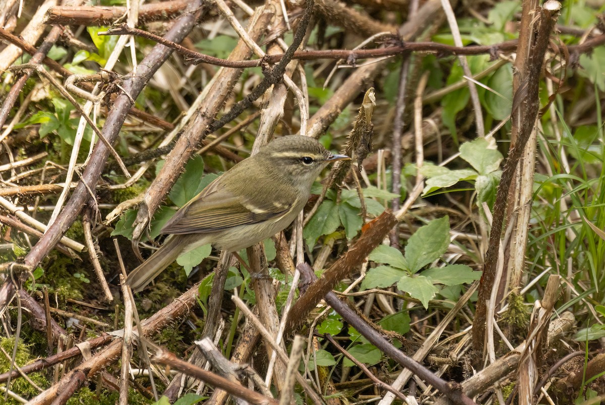 Two-barred Warbler - ML620537387