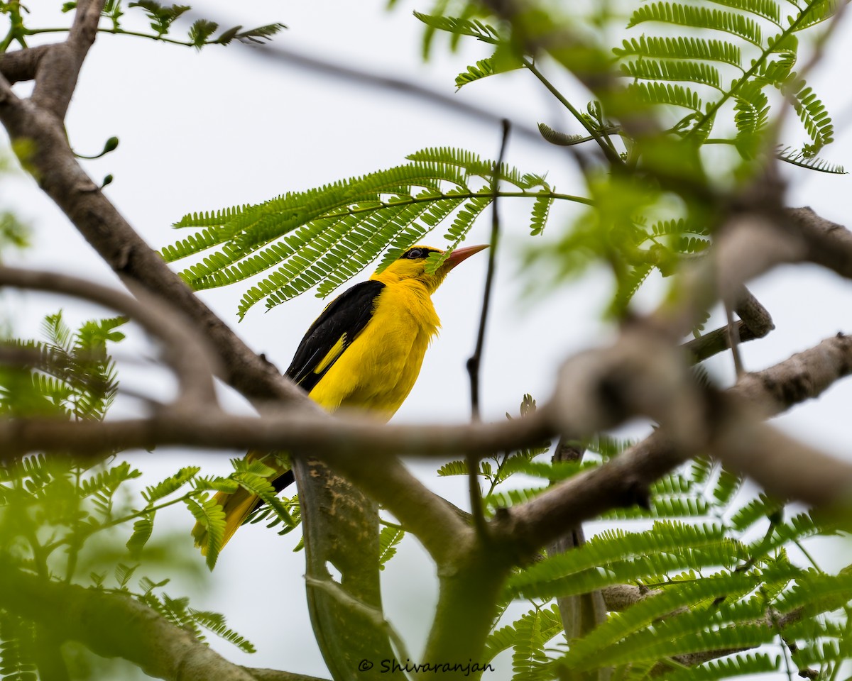 Indian Golden Oriole - ML620537389