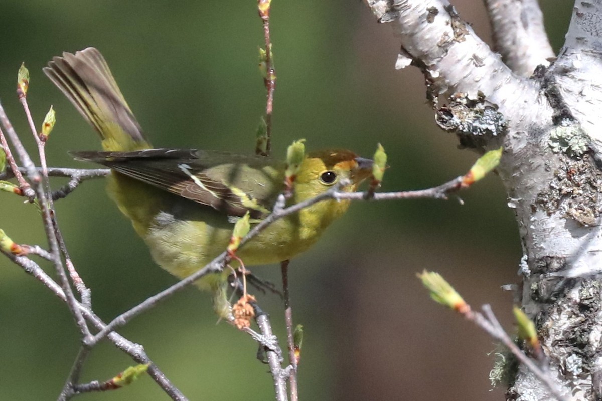 Western Tanager - ML620537394
