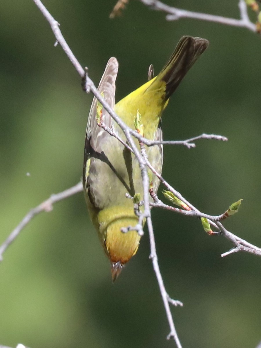 Western Tanager - ML620537395