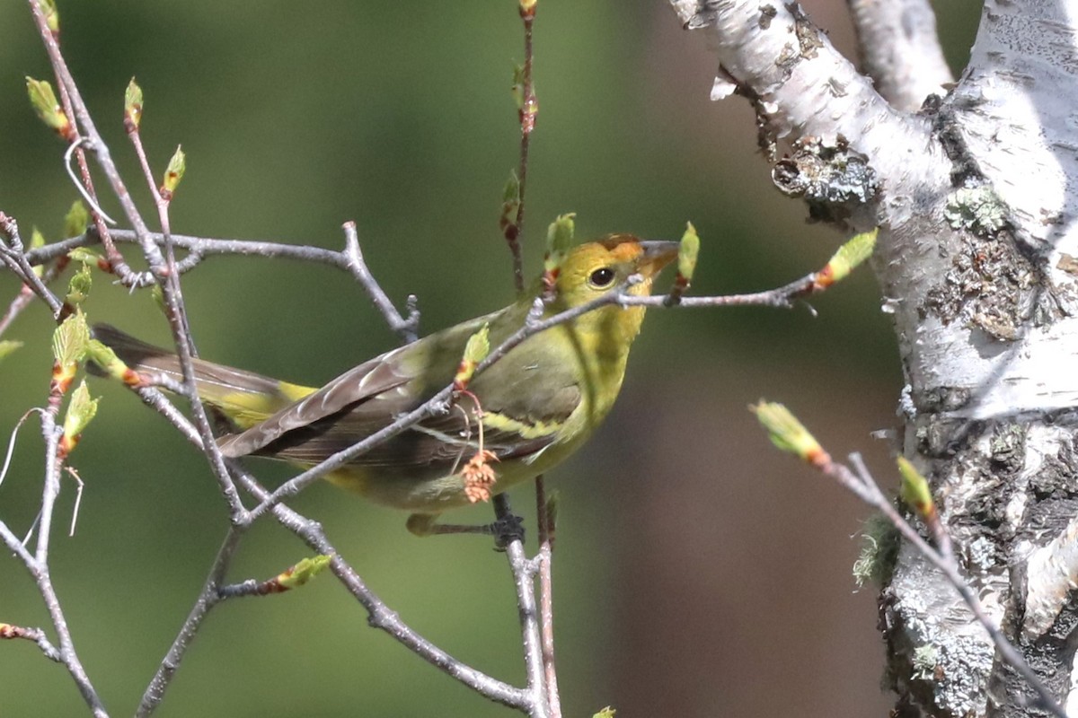 Western Tanager - ML620537396