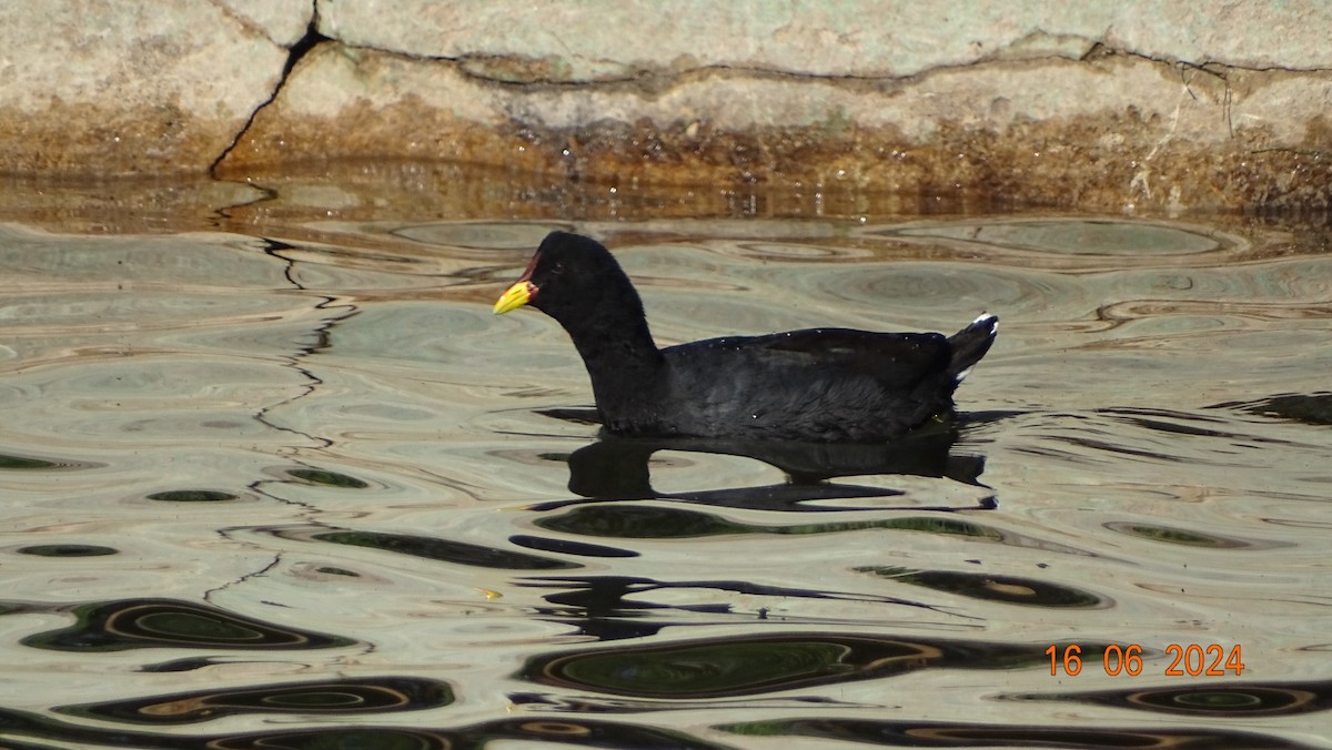 Foulque à front rouge - ML620537400