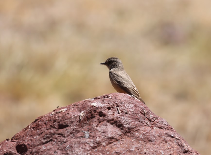 Say's Phoebe - ML620537403