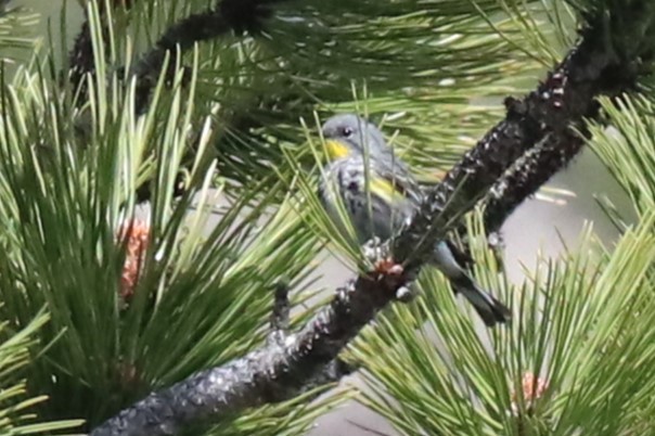 Yellow-rumped Warbler - ML620537406