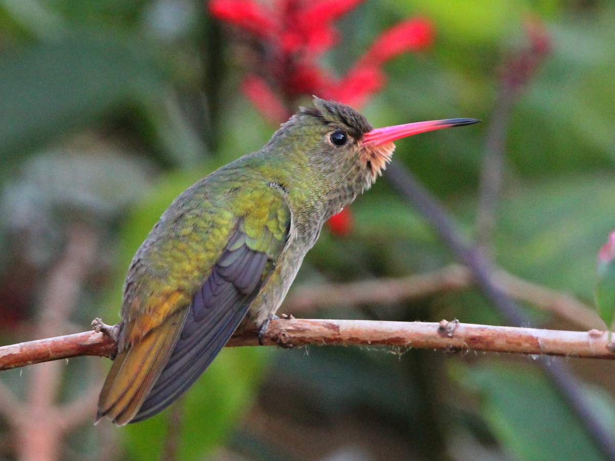 Gilded Hummingbird - ML620537408