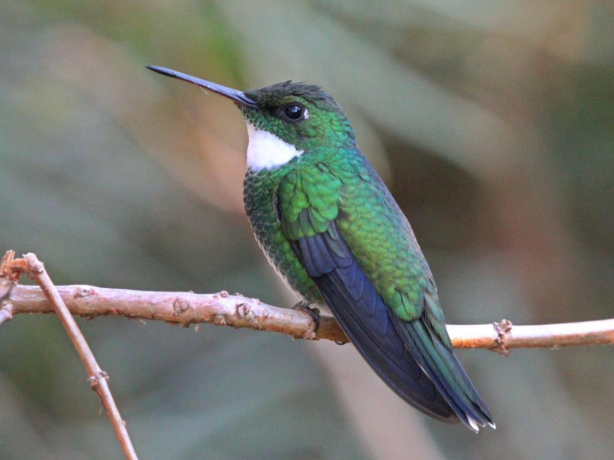 White-throated Hummingbird - ML620537409