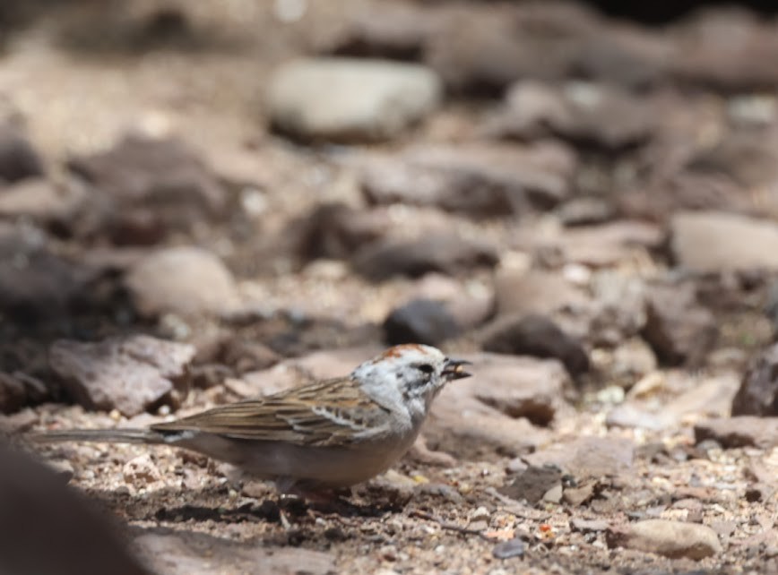 Rufous-crowned Sparrow - ML620537410