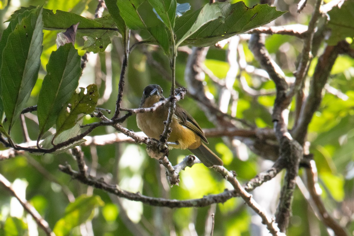 Fulvous-crested Tanager - ML620537412